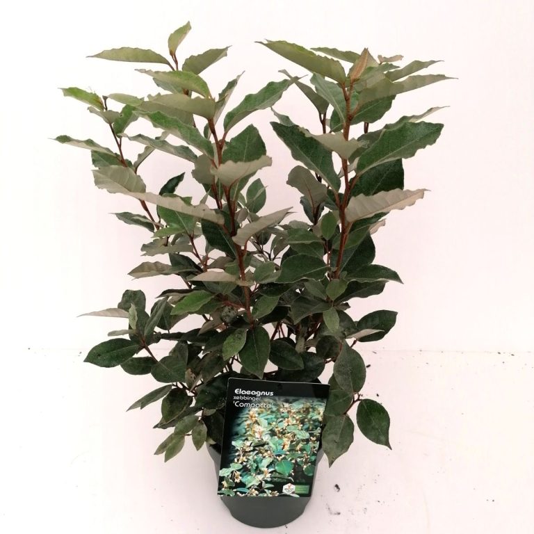 Elaeagnus ebb. 'compacta'® C2 schuin