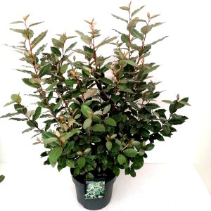 Elaeagnus