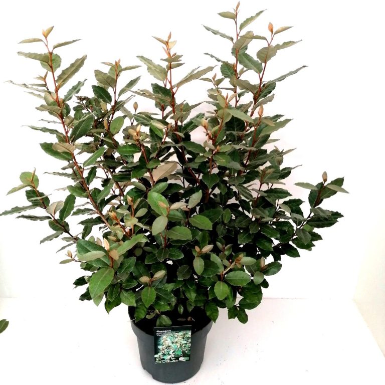 Elaeagnus