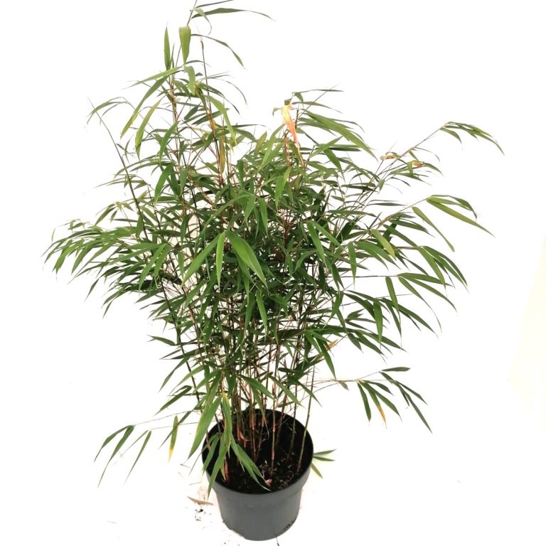 Fargesia Asian Wonder C5 schuin
