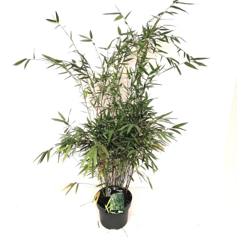 Fargesia Gansu C5 schuin