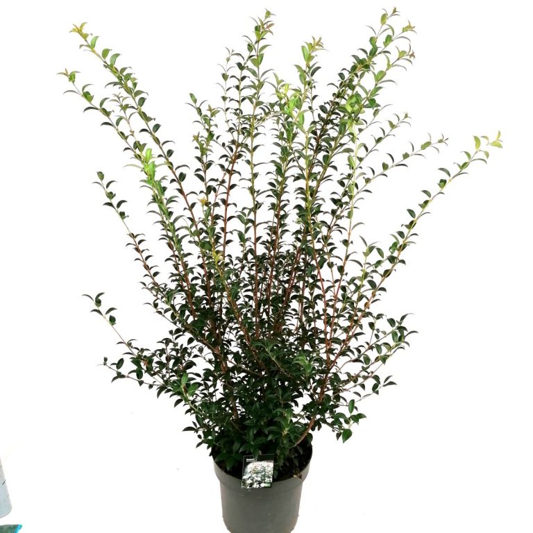 Osmanthus C10 schuin