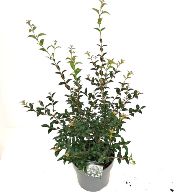 Osmanthus