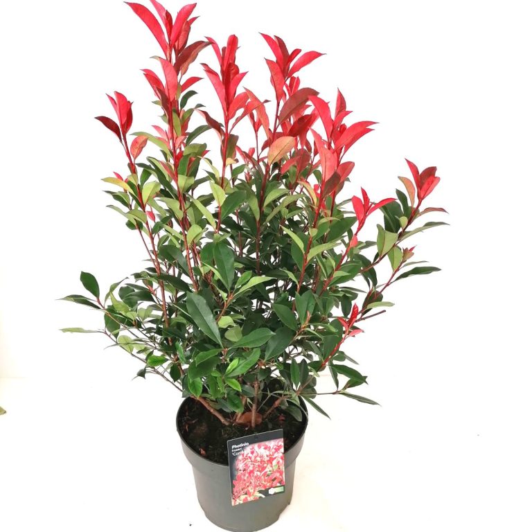 Photinia Carre Rouge