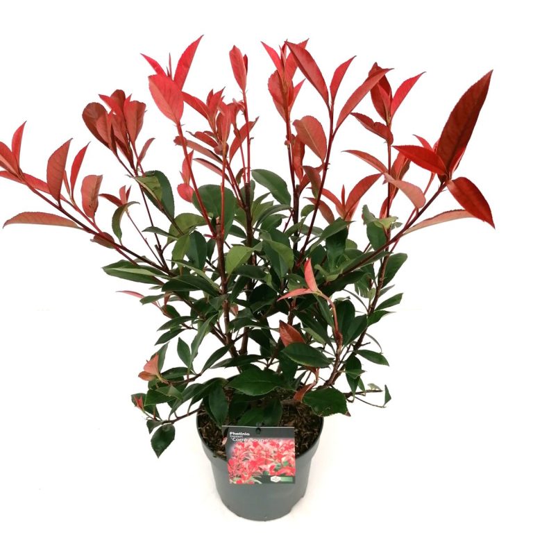 Photinia fraseri 'Carré Rouge' C2 schuin