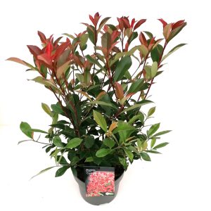 Photinia