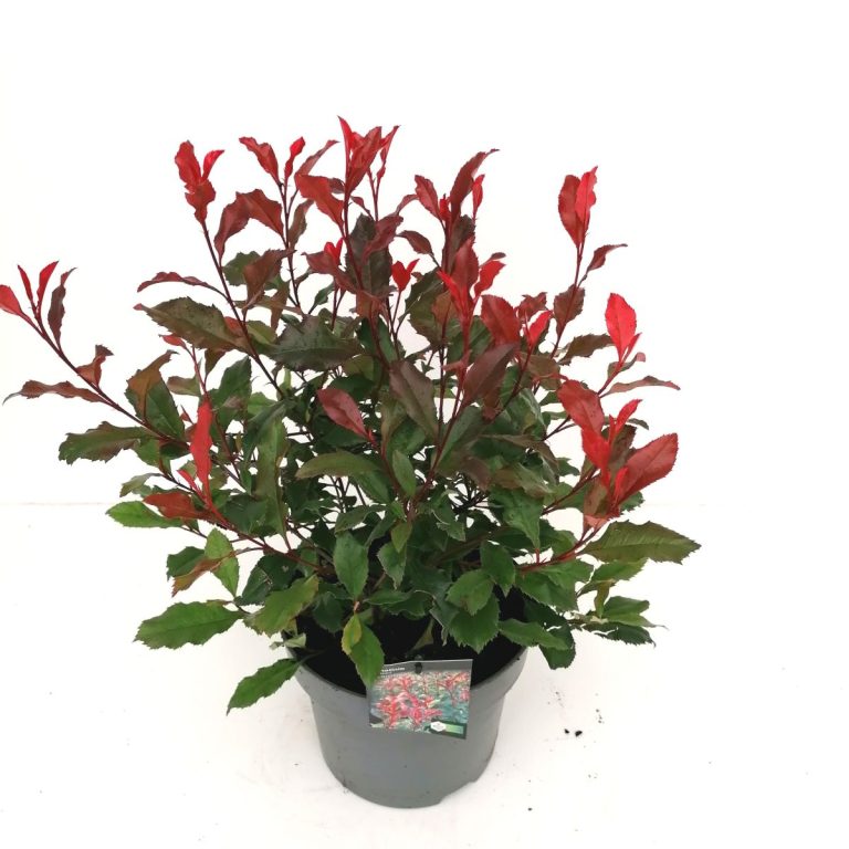 Photinia Corallina