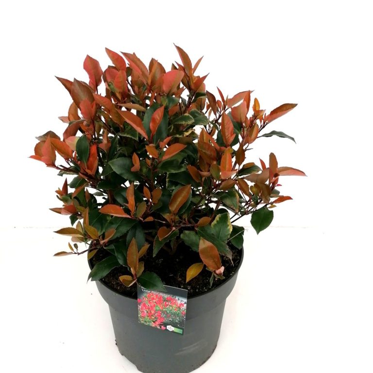 Photinia fraseri 'Little Red Robin' C10 schuin
