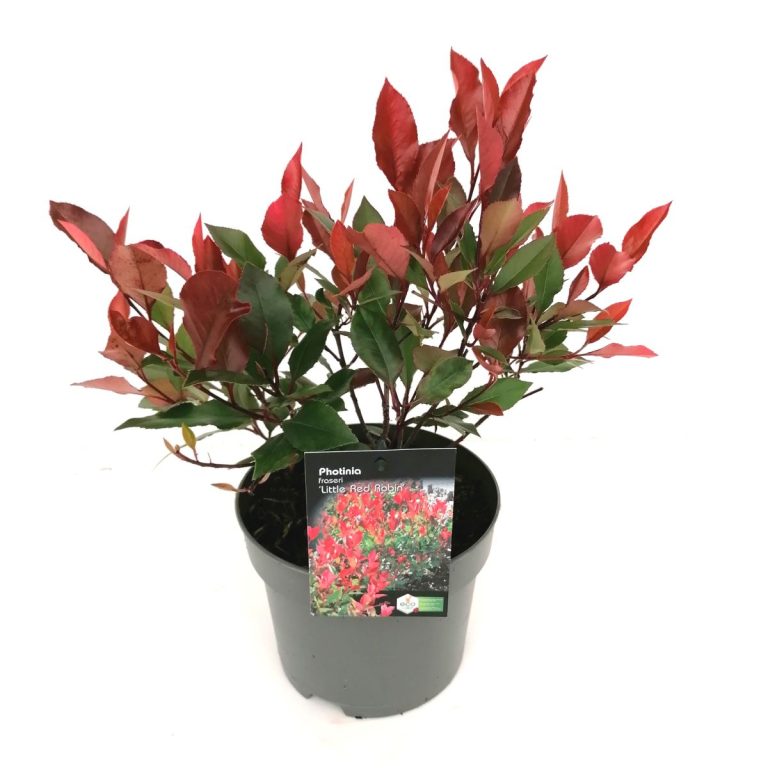 Photinia fraseri 'Little Red Robin' C2 schuin