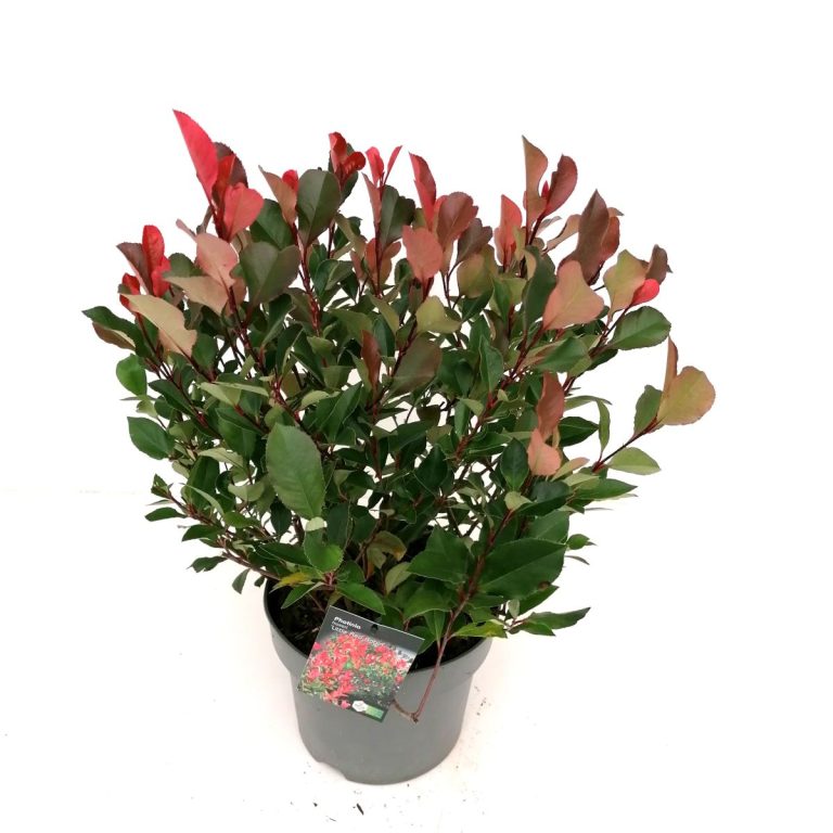 Photinia Red Robin