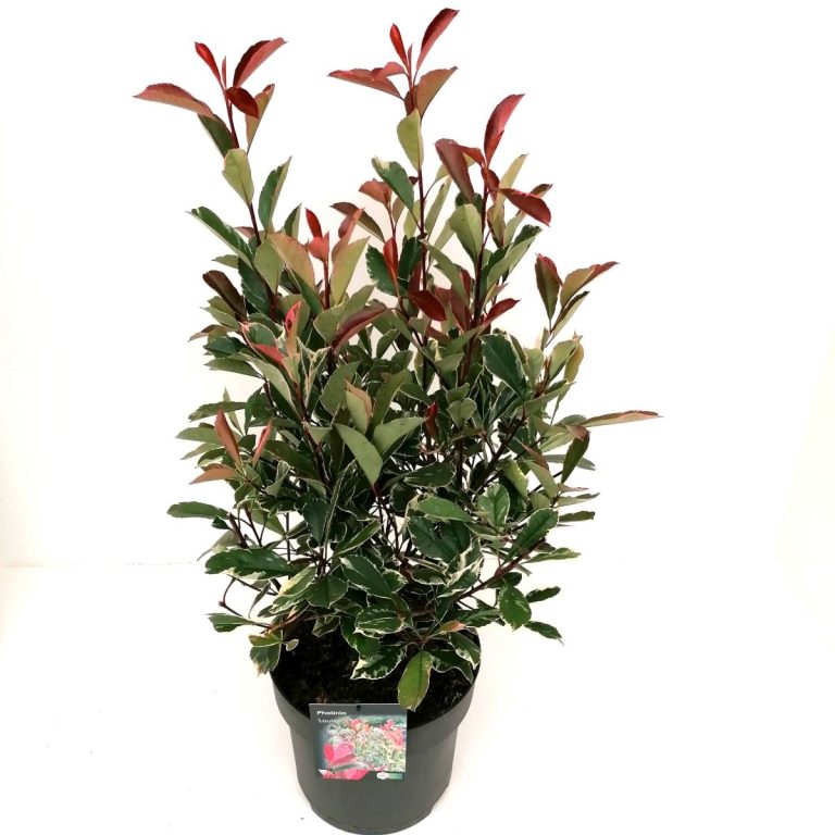 Photinia Louise