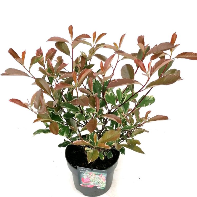 Photinia Louise