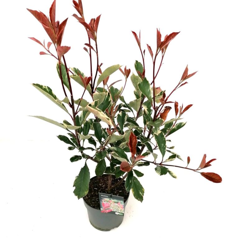 Photinia Louise