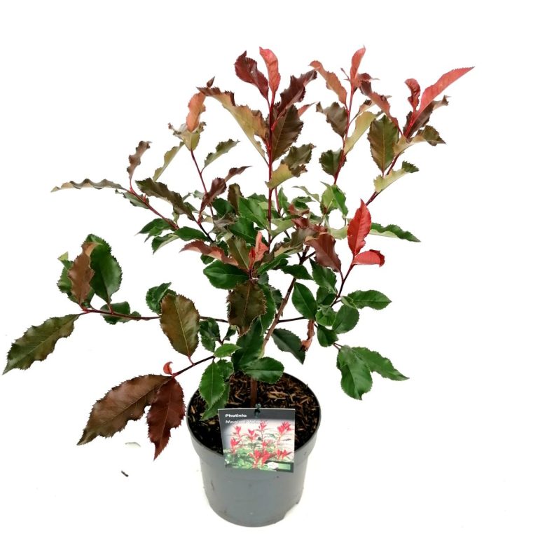 Photinia fraseri 'Magical Vulcano'® C2 schuin