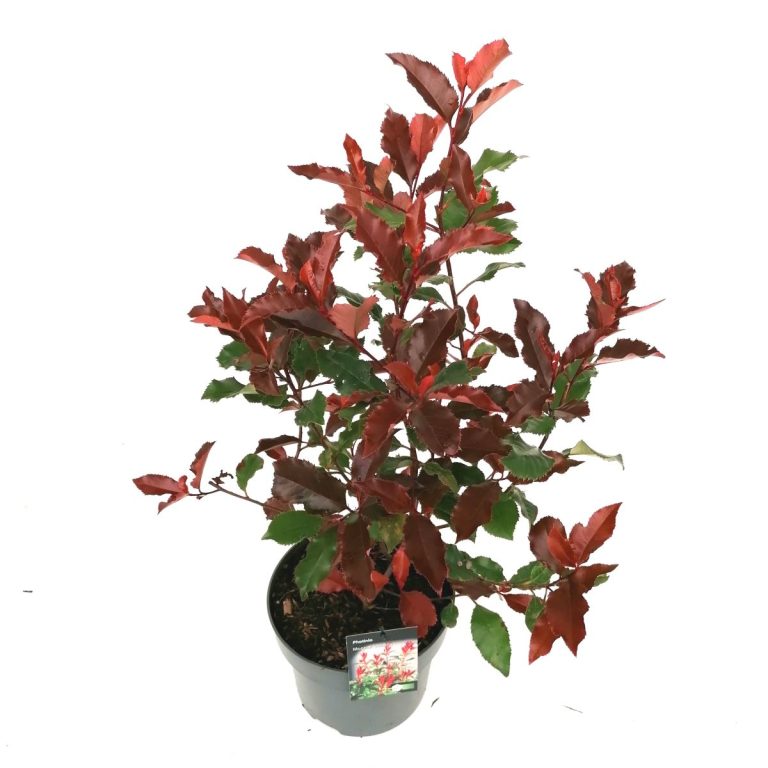 Photinia fraseri 'Magical Vulcano'® C5 schuin