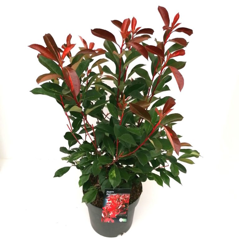 Photinia Red Light