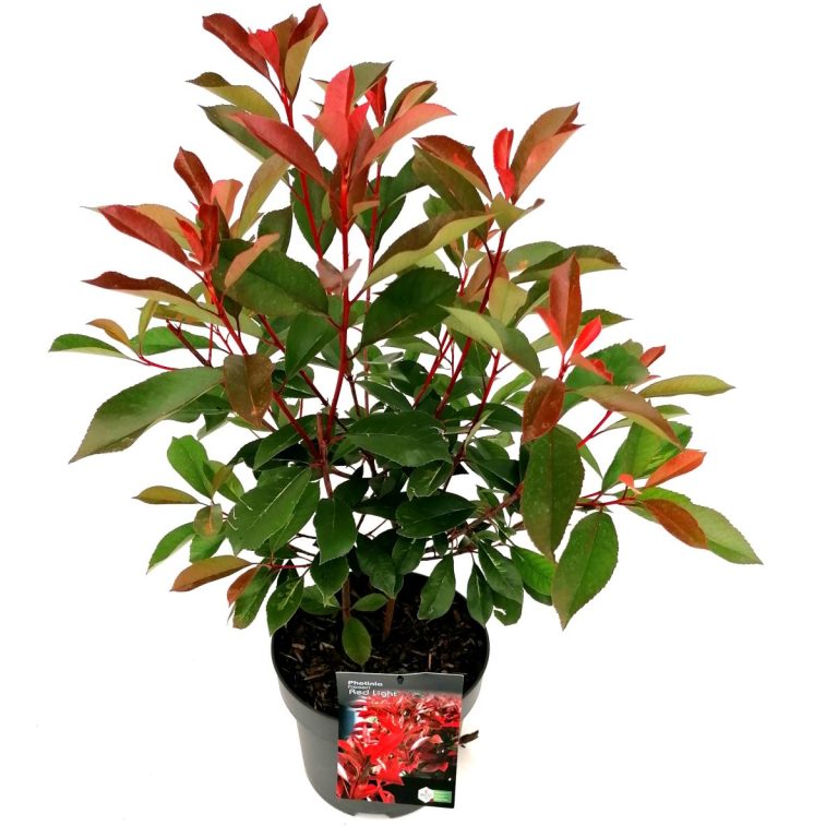 Photinia Red Light