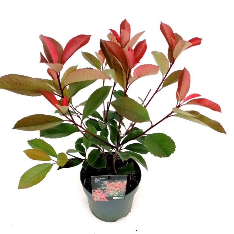 Photinia Red Robin