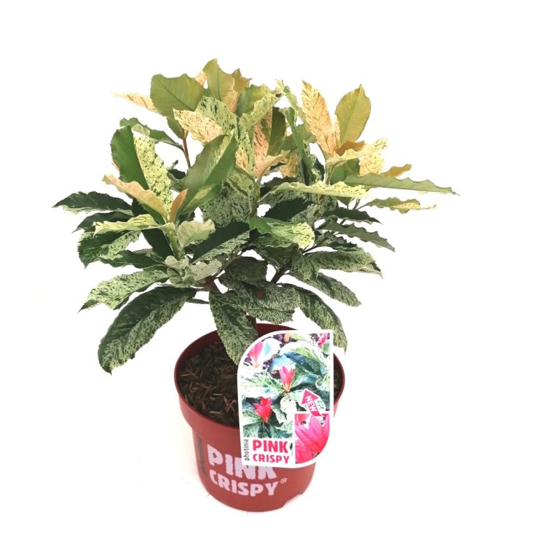 Photinia Pink Crispy