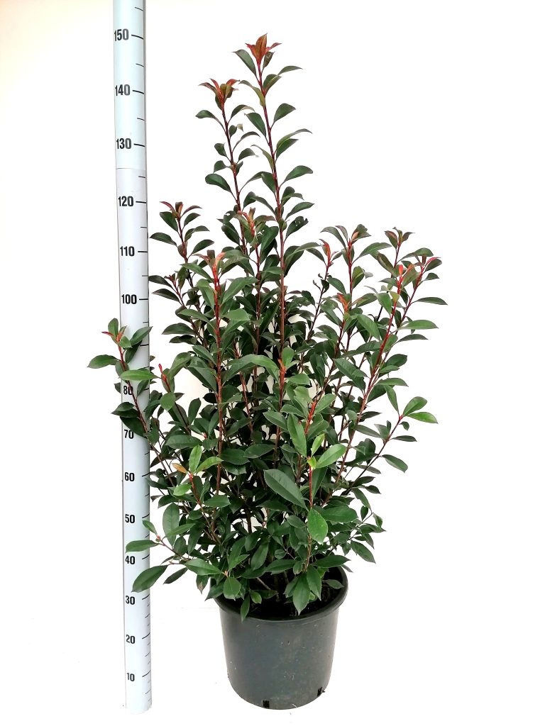 Photinia fraseri 'Carré Rouge' C20 voor