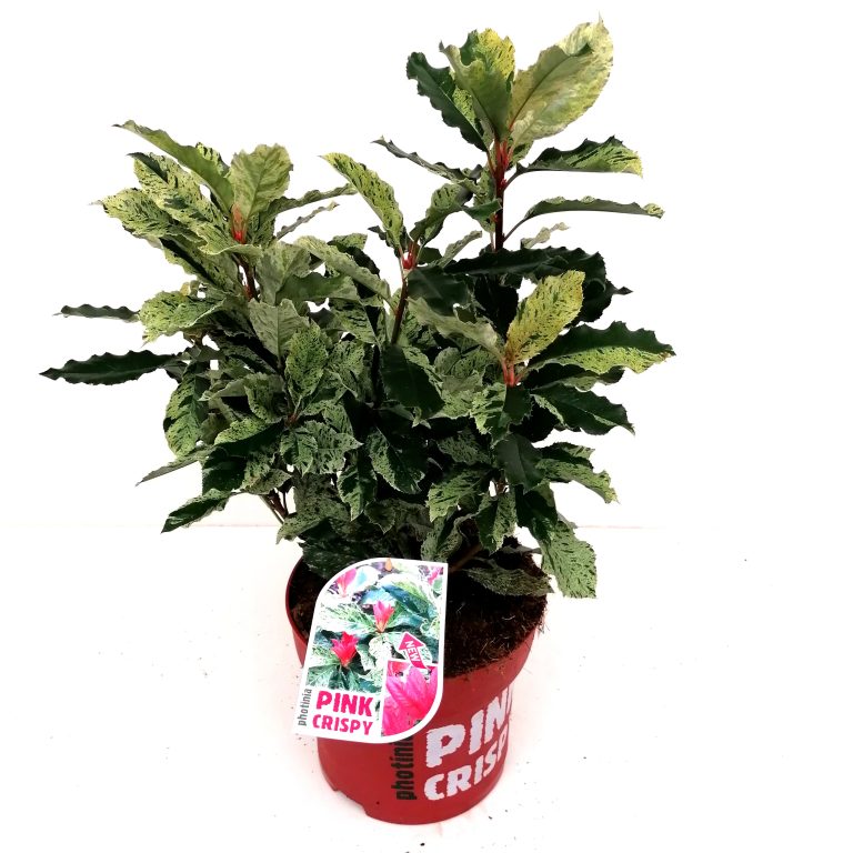 Photinia Pink Crispy