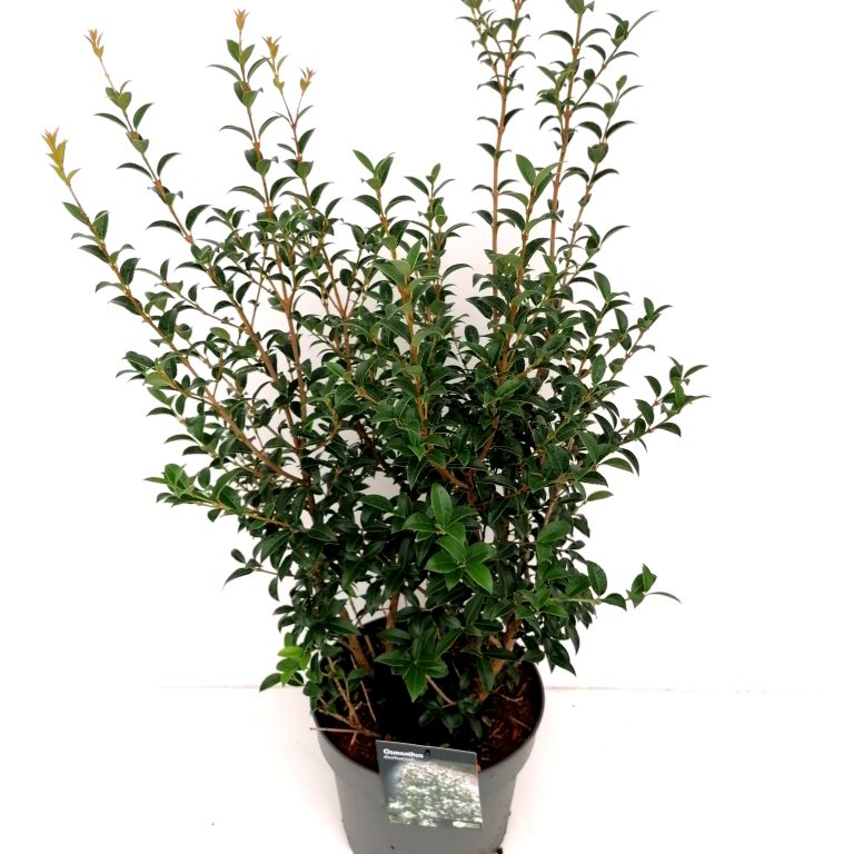 Osmanthus