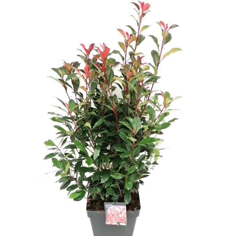 Photinia Carre Rouge