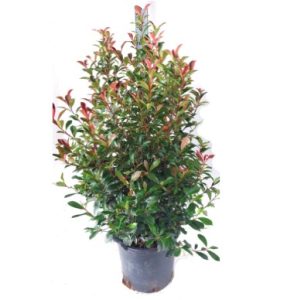 Photinia Carre Rouge