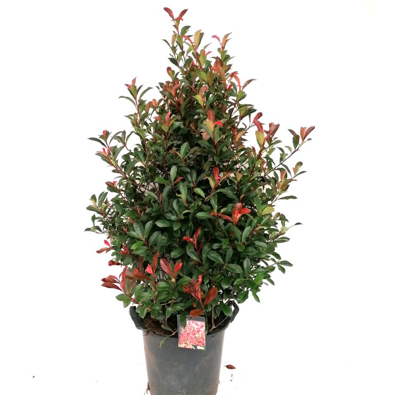 Photinia Carre Rouge