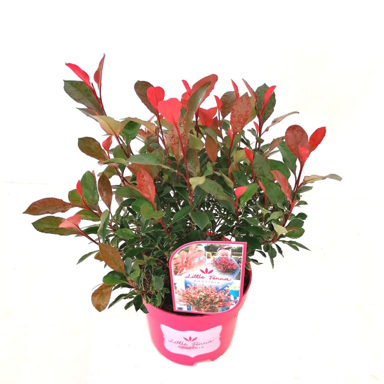 Photinia Little Fenna