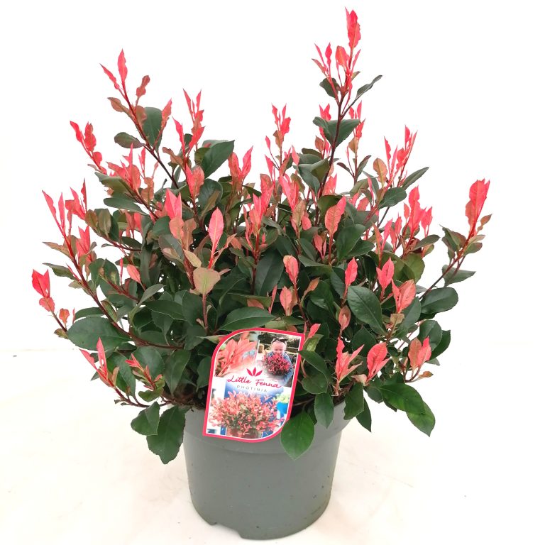 Photinia Little Fenna