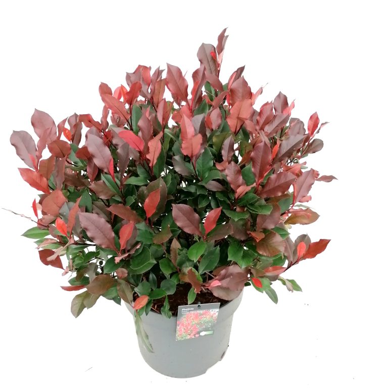 Photinia Red Robin