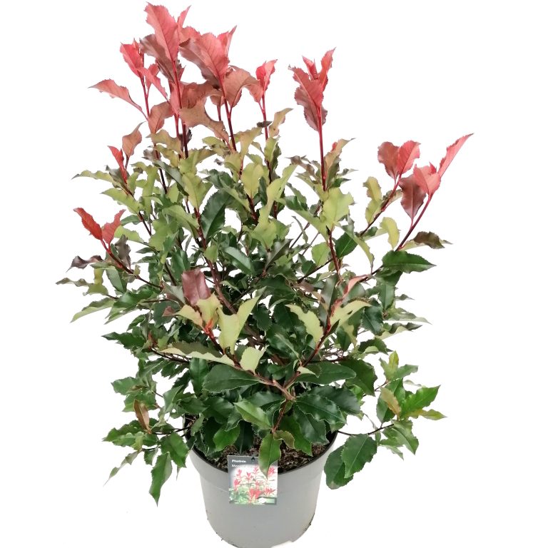 Photinia Vulcano