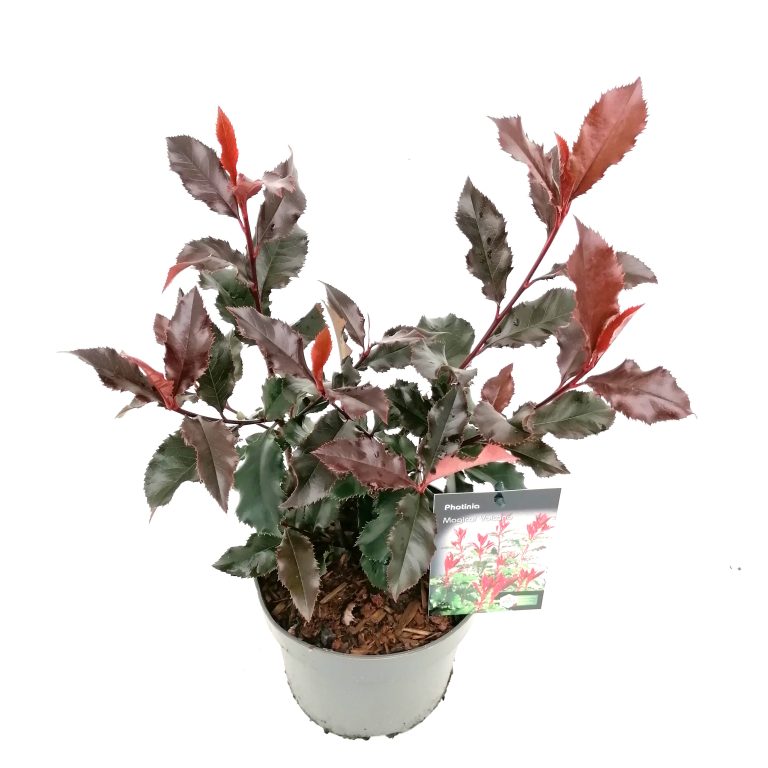 Photinia Vulcano