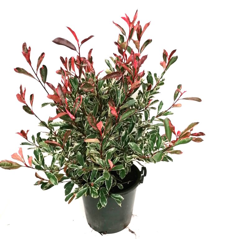 Photinia Pink Marble