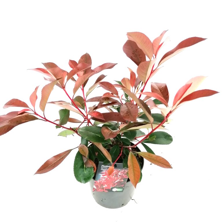 Photinia Red Light