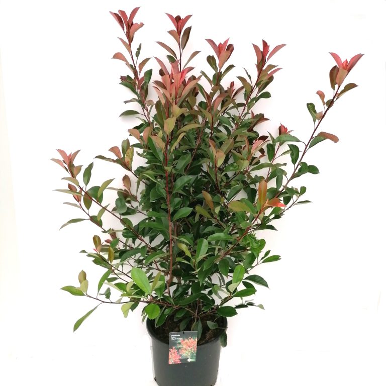 Photinia Red Robin