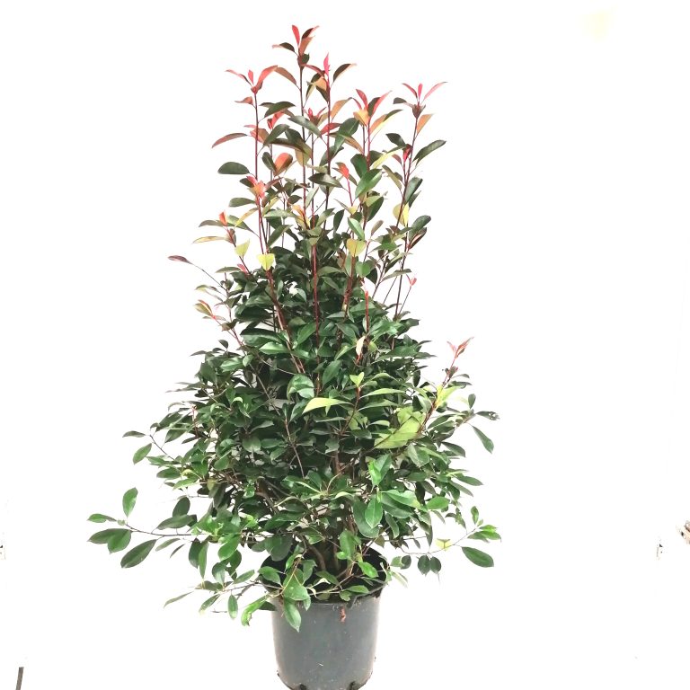 Photinia Red Robin