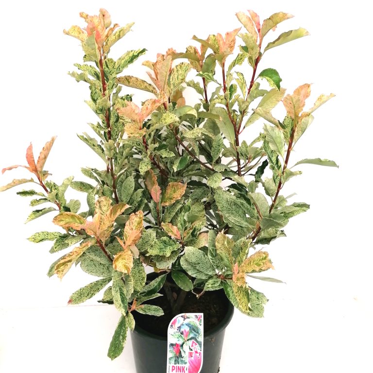 Photinia Pink Crispy