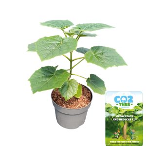 Paulownia