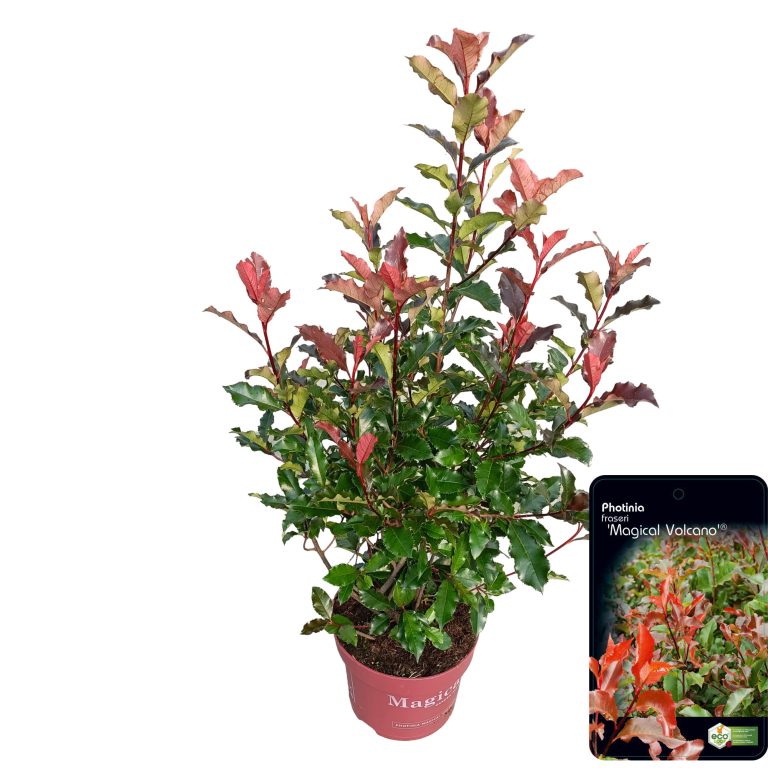 Photinia Magical Volcano