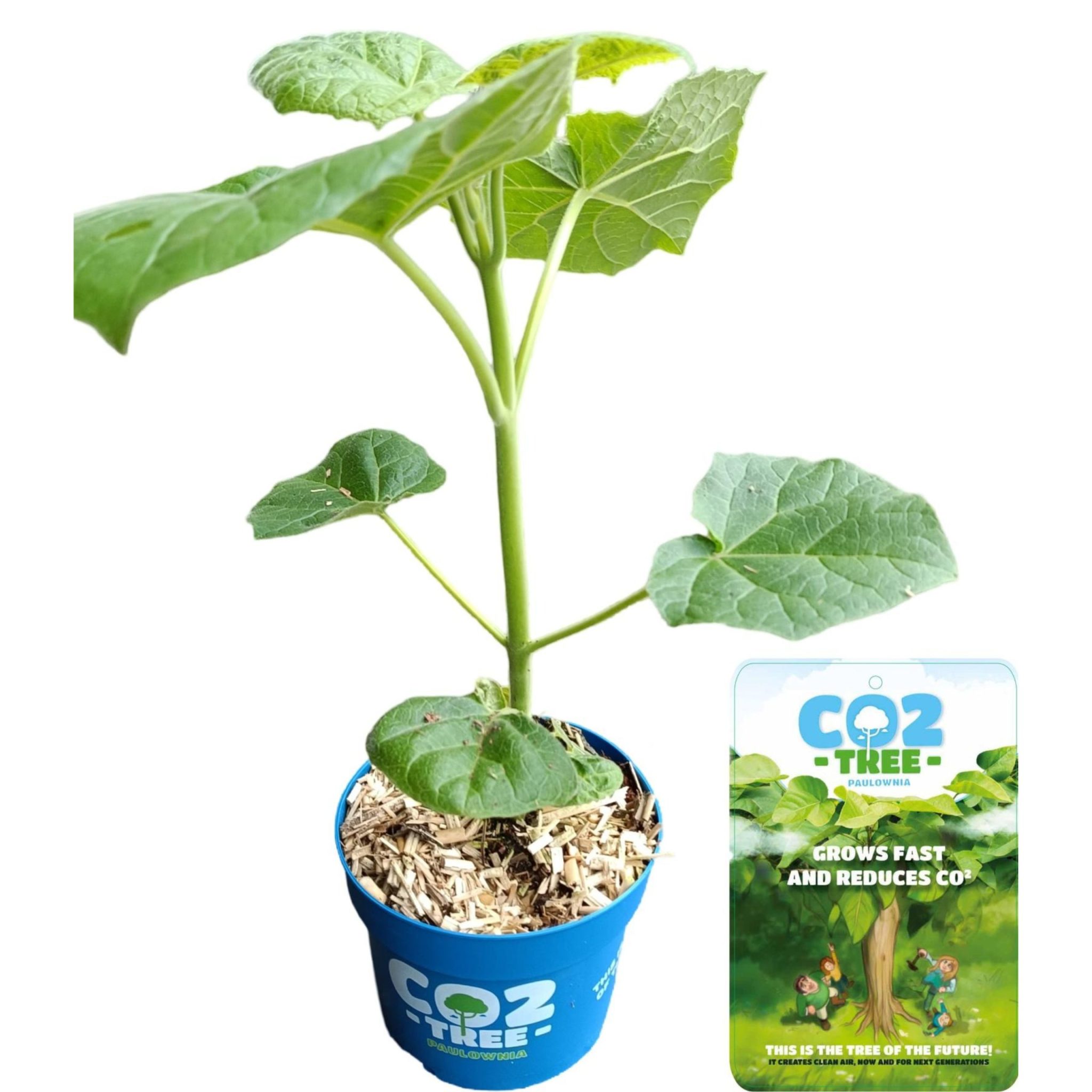 Paulownia Elongata Futuro