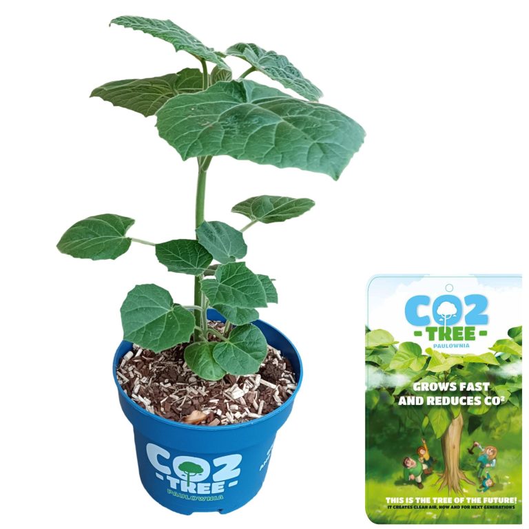 Paulownia Elongata Futuro