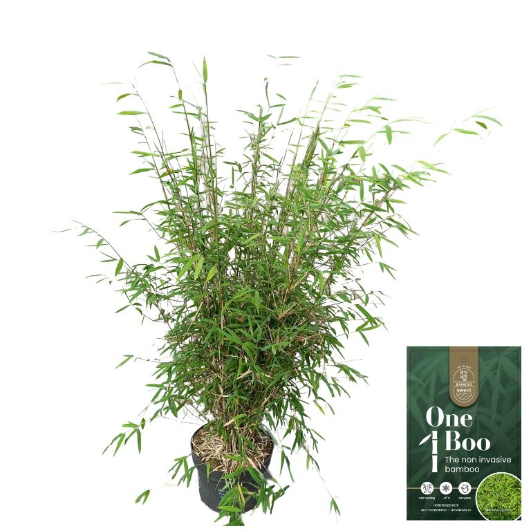 Fargesia Angustissima