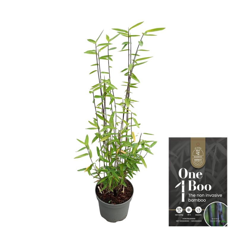 Fargesia Black Dragon