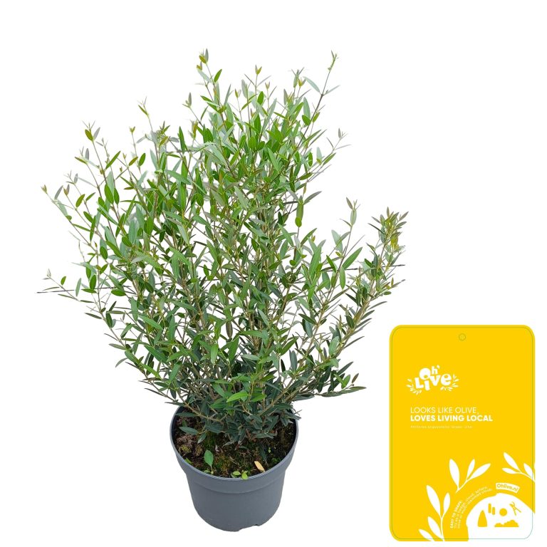 Phillyrea Angustifolia C10 schuin