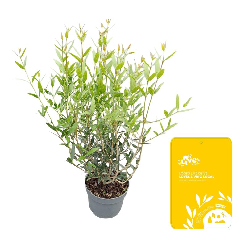 Phillyrea Angustifolia C2 schuin