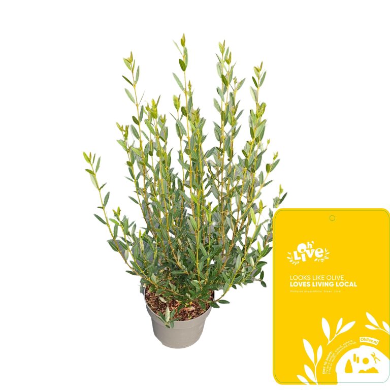 Phillyrea Angustifolia C5 schuin